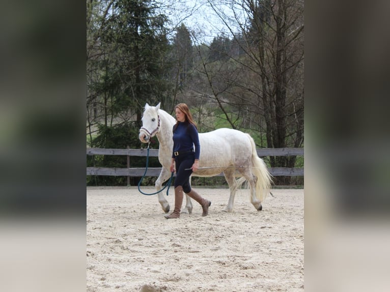 Connemara Mare 8 years 14 hh Grey in Bad Laasphe