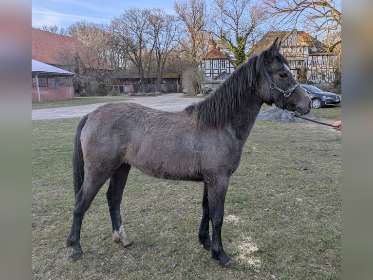 Connemara Mare 8 years 14,1 hh Grey in Neustadt am Rübenberge