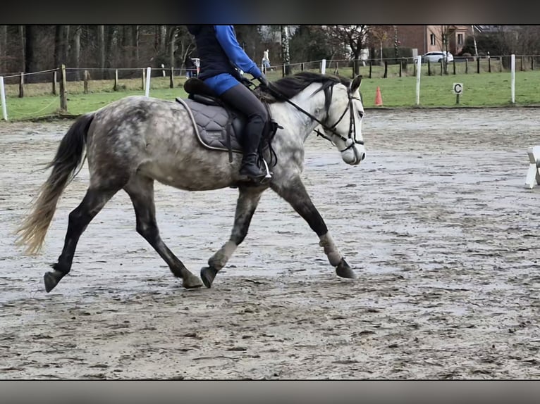 Connemara Mix Mare 8 years 14,1 hh Grey in Herten
