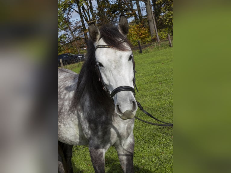 Connemara Mix Mare 8 years 14,1 hh Grey in Herten