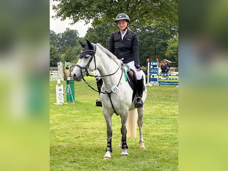 Connemara Mare 8 years 14,1 hh Grey in Brakel