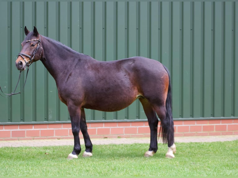 Connemara Mix Mare 8 years 14,2 hh Brown in Niederlangen