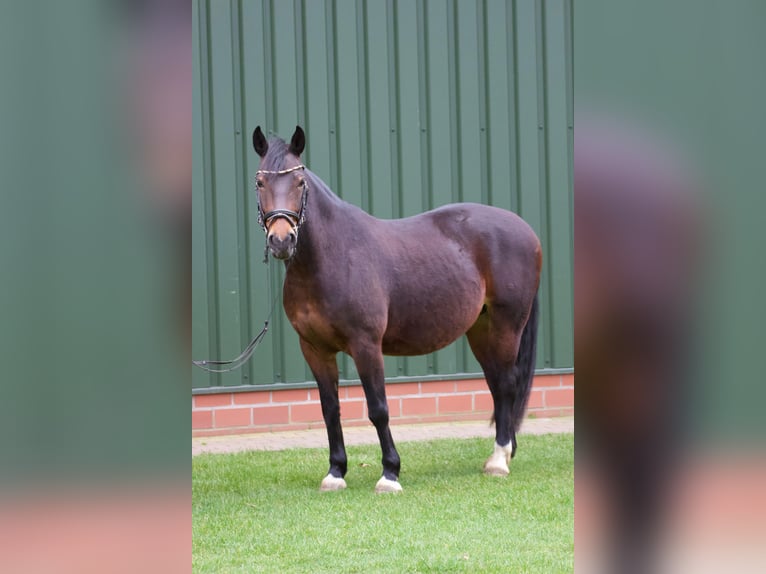 Connemara Mix Mare 8 years 14,2 hh Brown in Niederlangen
