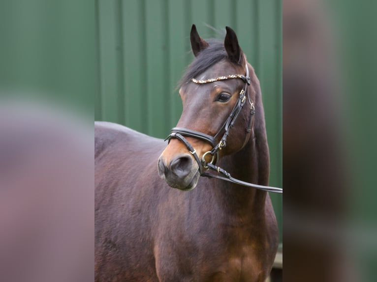Connemara Mix Mare 8 years 14,2 hh Brown in Niederlangen
