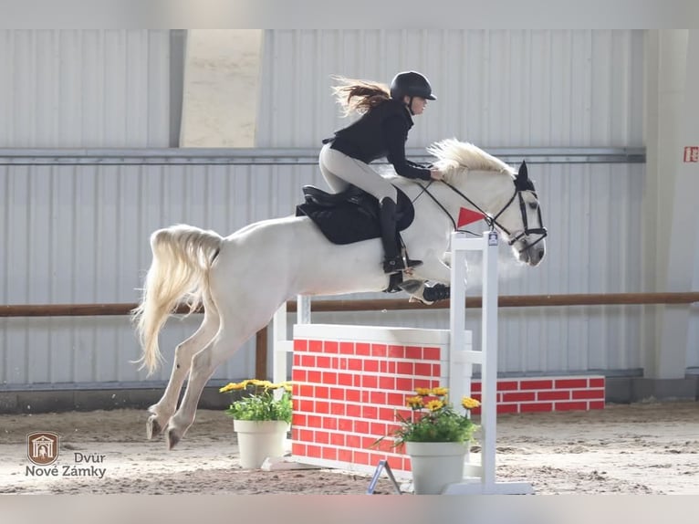 Connemara Mare 8 years 14,2 hh Grey in Chot&#x11B;bo&#x159;