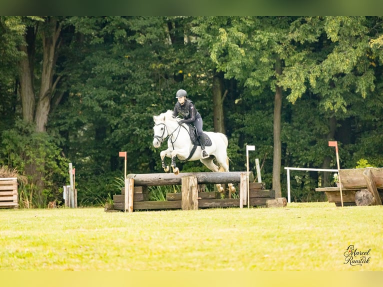 Connemara Mare 8 years 14,2 hh Grey in Chot&#x11B;bo&#x159;