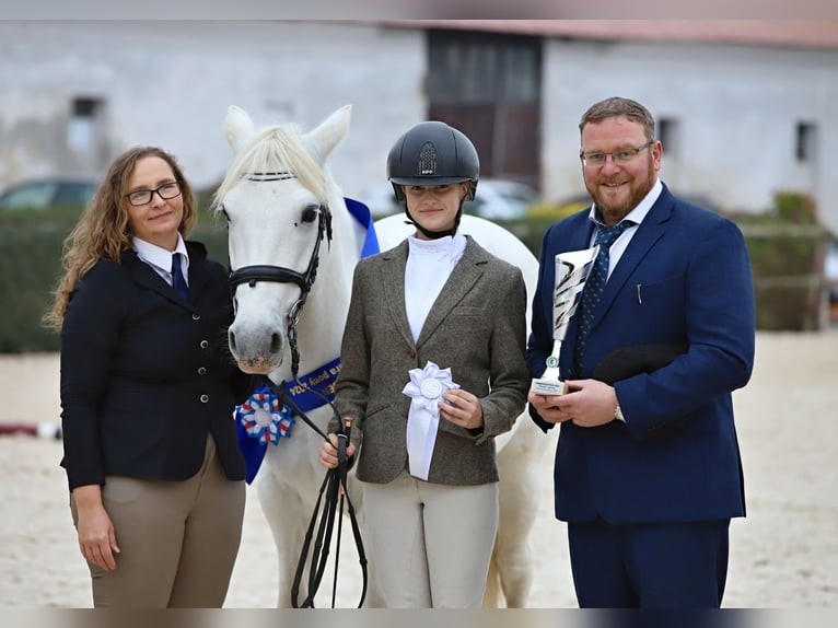 Connemara Mare 8 years 14,2 hh Grey in Chot&#x11B;bo&#x159;