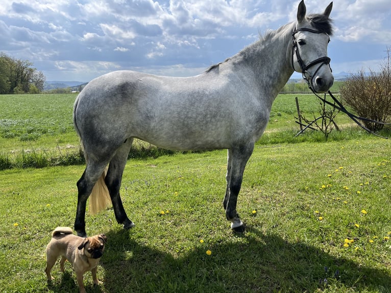 Connemara Mare 8 years 14,2 hh Grey in Stockach