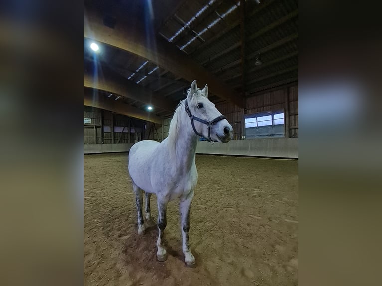 Connemara Mare 8 years 14,2 hh  in Bad Wurzach