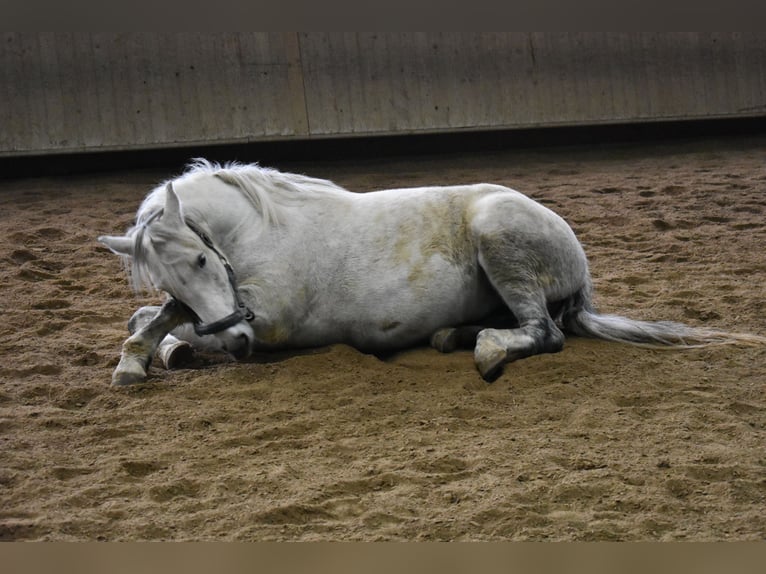 Connemara Mare 8 years 14,2 hh  in Bad Wurzach