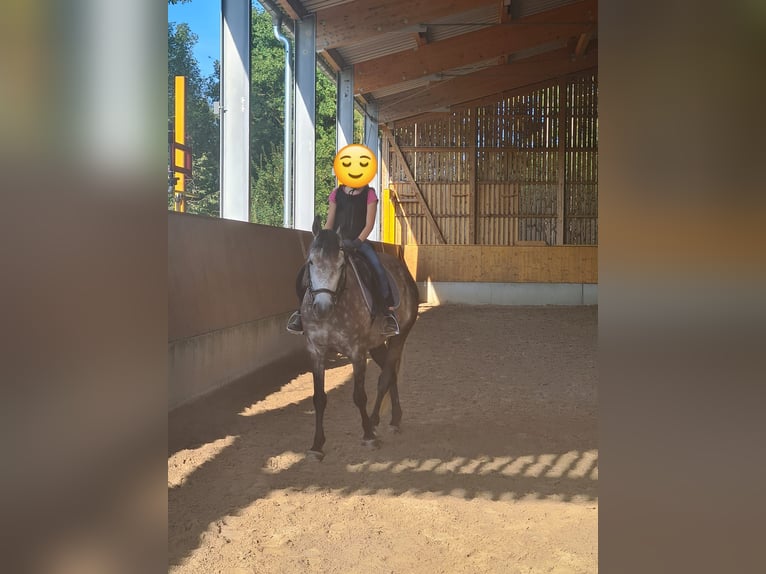 Connemara Mare 8 years 14,3 hh Grey-Red-Tan in Sembach