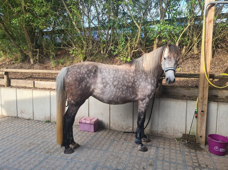 Connemara Mare 8 years 14,3 hh Grey-Red-Tan in Sembach