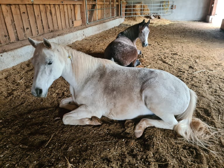 Connemara Mare 8 years 14,3 hh Grey-Red-Tan in Sembach