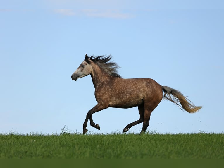Connemara Mare 8 years 14,3 hh Grey-Red-Tan in Sembach