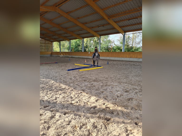 Connemara Mare 8 years 14,3 hh Grey-Red-Tan in Sembach