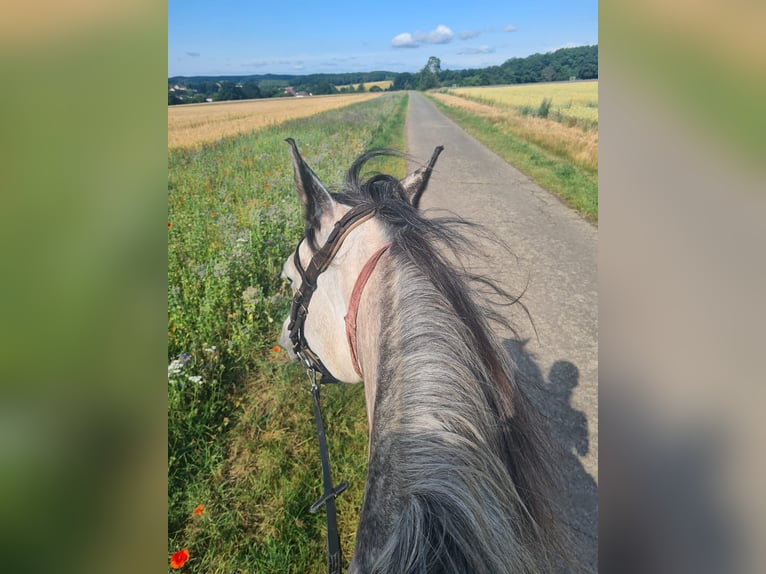 Connemara Mare 8 years 14,3 hh Grey-Red-Tan in Sembach