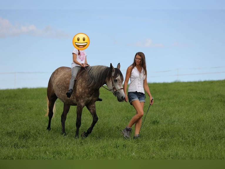 Connemara Mare 8 years 14,3 hh Grey-Red-Tan in Sembach