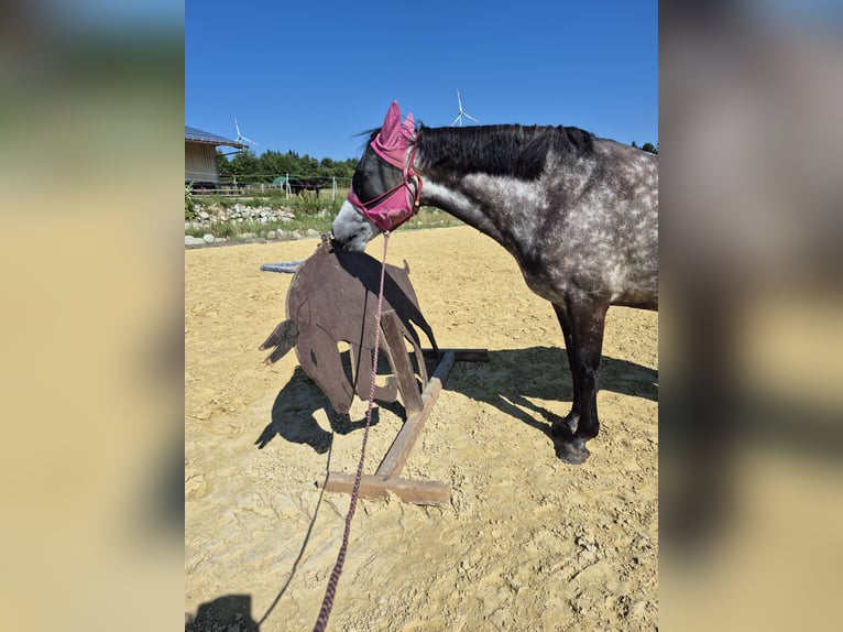 Connemara Mare 8 years 15.1 hh Grey in Heinzenbach