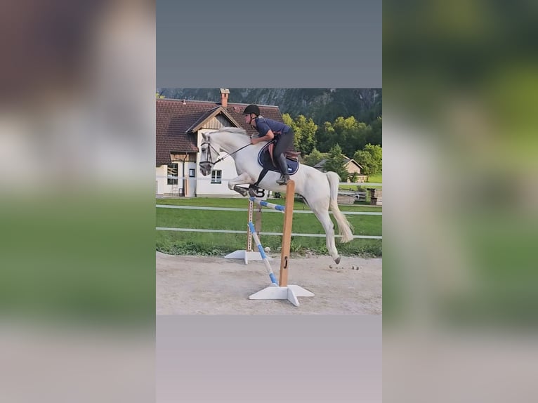 Connemara Mare 8 years 15,2 hh Gray in Bad goisern