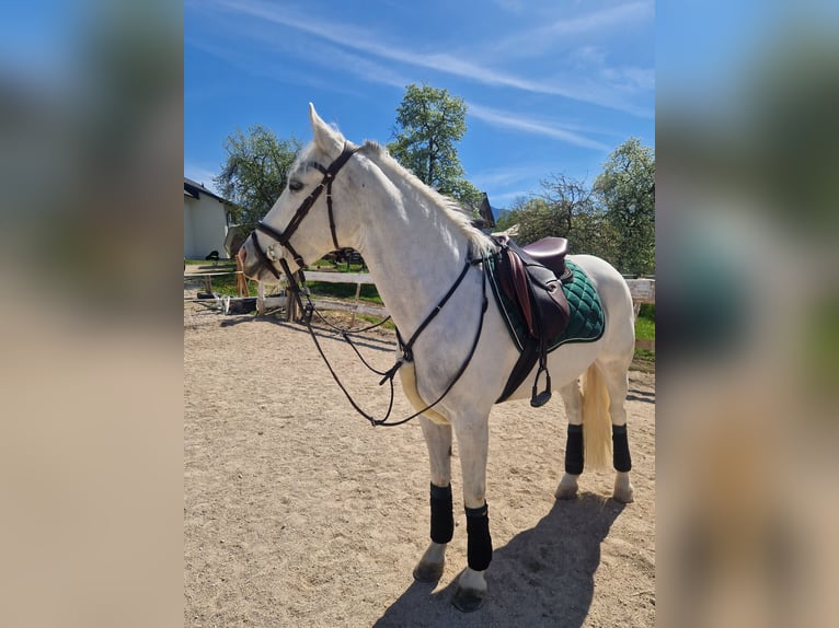 Connemara Mare 8 years 15,2 hh Gray in Bad goisern