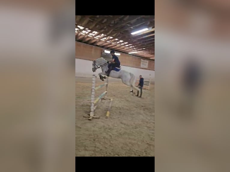 Connemara Mare 8 years 15,2 hh Gray in Bad goisern