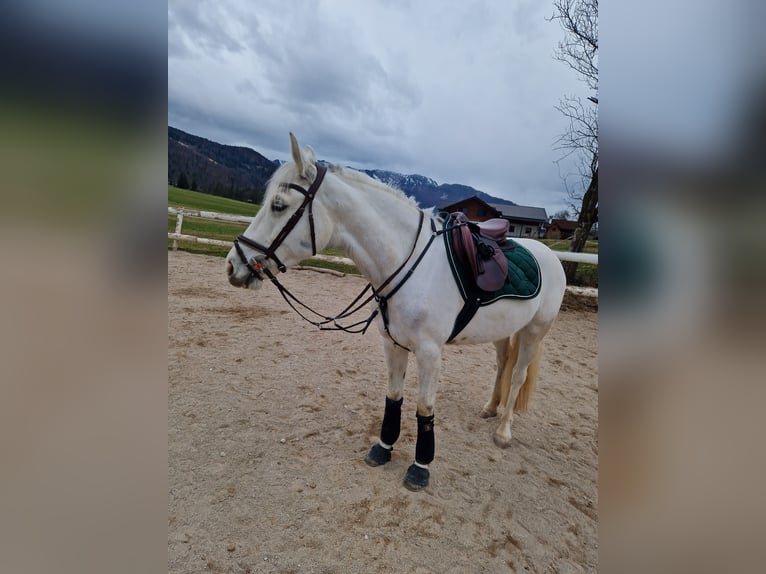 Connemara Mare 8 years 15,2 hh Gray in Bad goisern