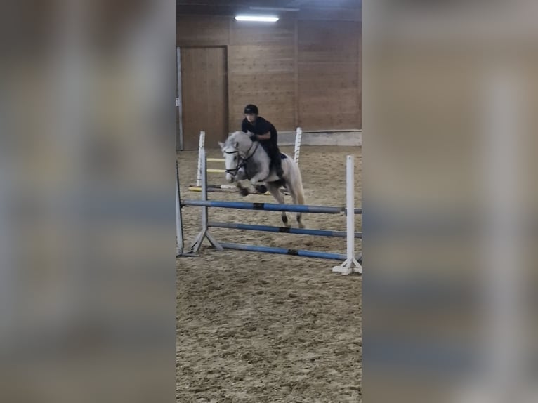 Connemara Mare 8 years 15,2 hh Gray in Bad goisern