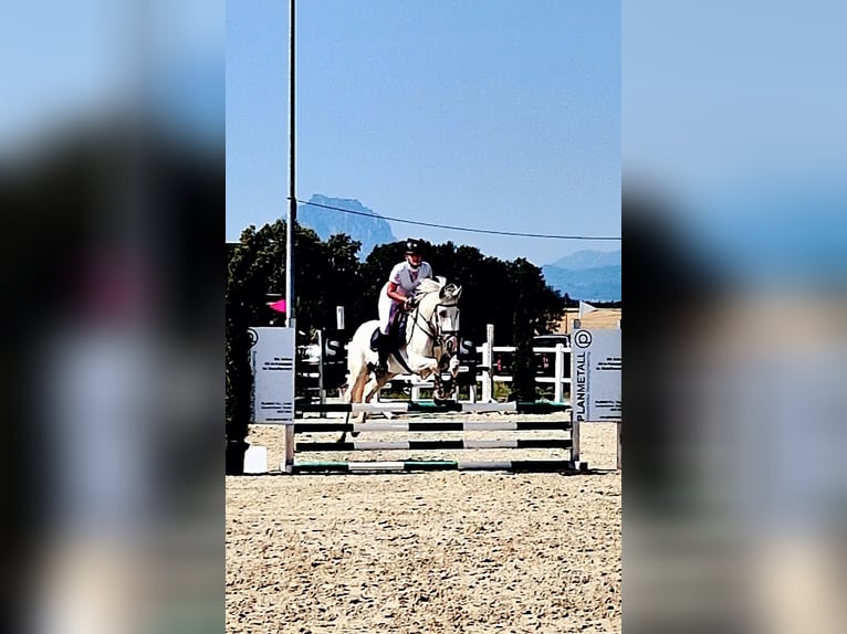 Connemara Mare 8 years 15,2 hh Gray in Bad goisern