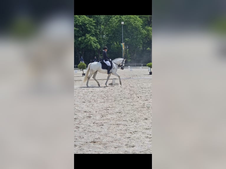 Connemara Mare 8 years 15,2 hh Gray in Bad goisern