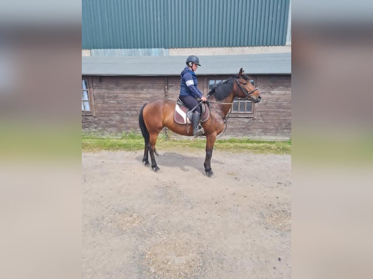 Connemara Mare 8 years 15 hh Bay in Belfast