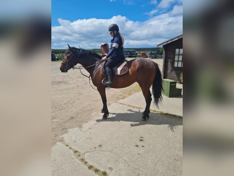 Connemara Mare 8 years 15 hh Bay in Belfast