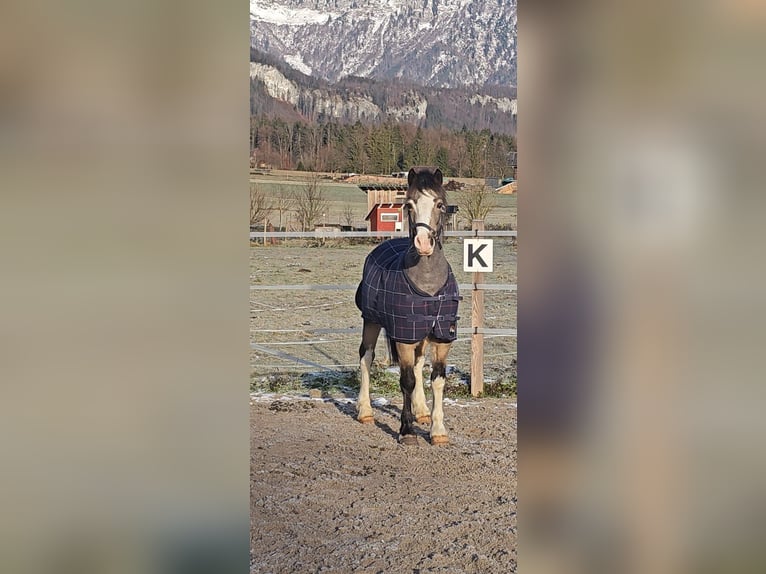 Connemara Mare 9 years 13,1 hh Buckskin in Bad goisern