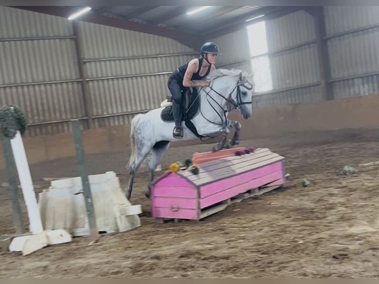 Connemara Mare 9 years 13.2 hh Grey in Sligo