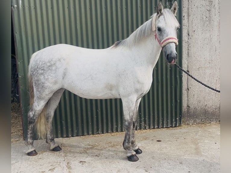 Connemara Mare 9 years 13.2 hh Grey in Sligo