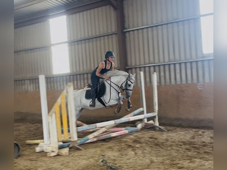 Connemara Mare 9 years 13.2 hh Grey in Sligo