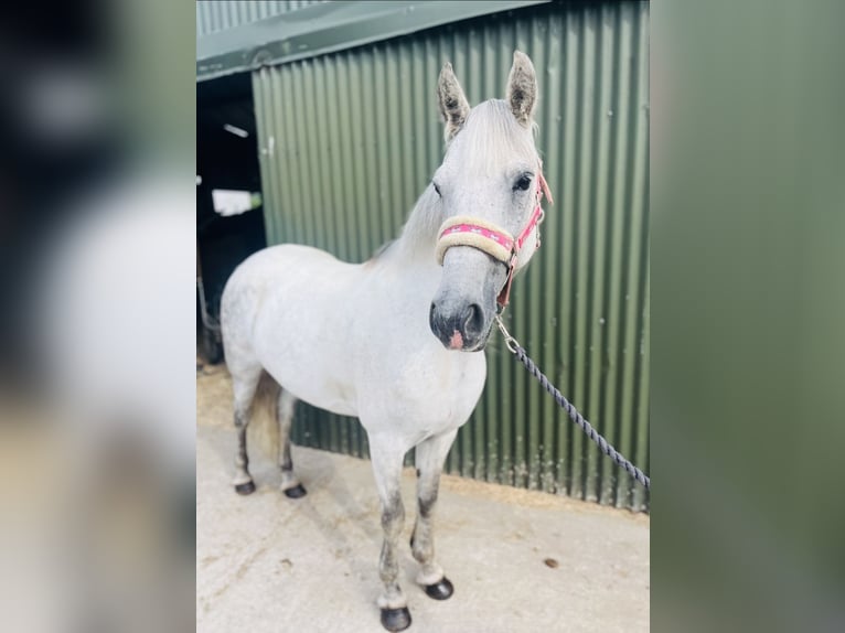 Connemara Mare 9 years 13.2 hh Grey in Sligo
