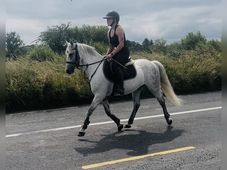 Connemara Mare 9 years 13.2 hh Grey in Sligo