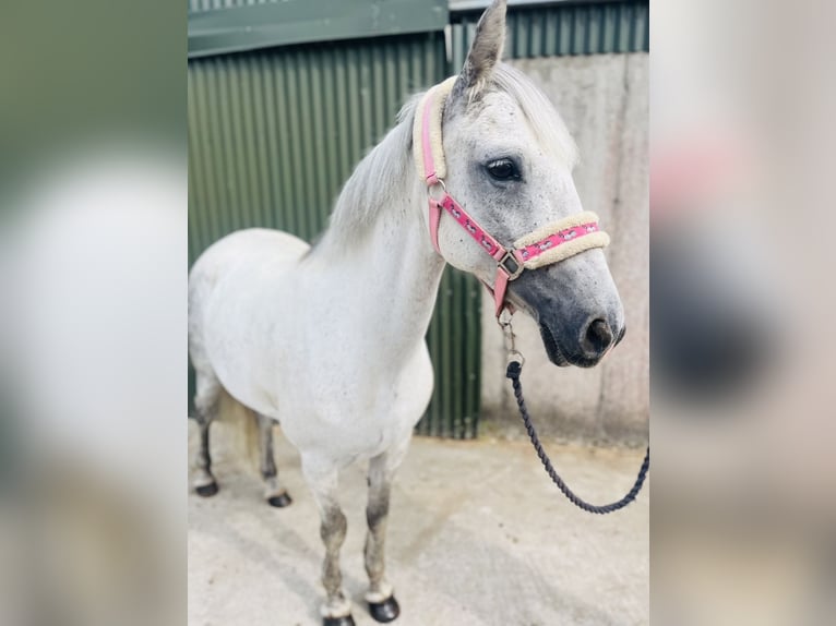 Connemara Mare 9 years 13.2 hh Grey in Sligo