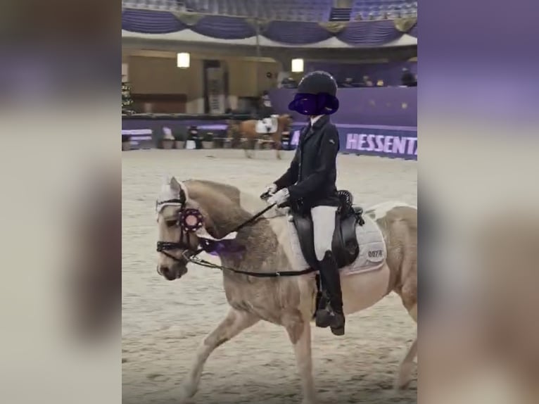 Connemara Mix Mare 9 years 13,3 hh in Arnstorf