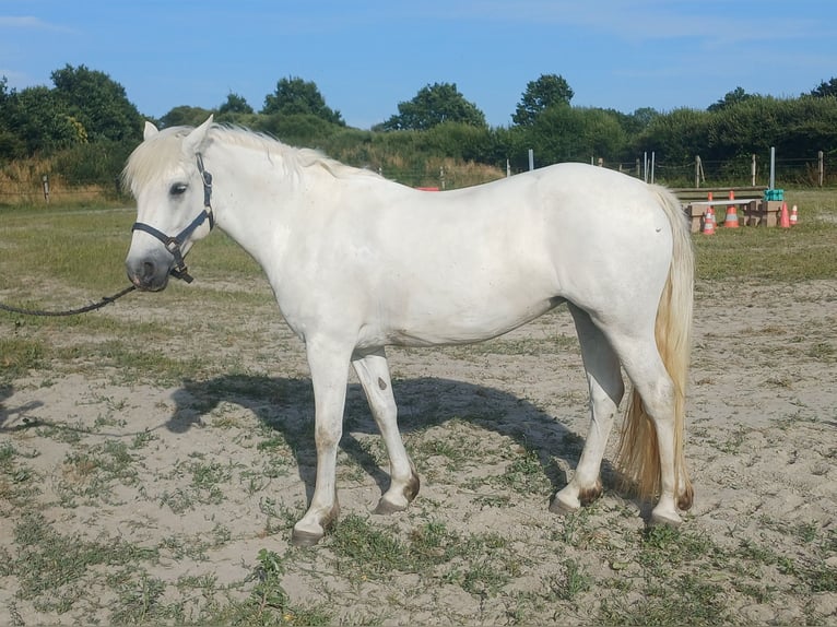 Connemara Mare 9 years 14.1 hh Grey in Fay de Bretagne