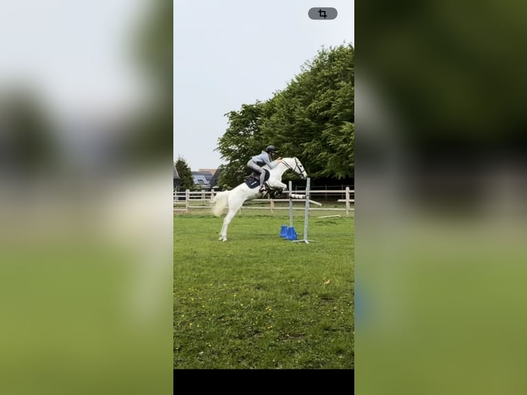 Connemara Mare 9 years 14.1 hh White in Aalst