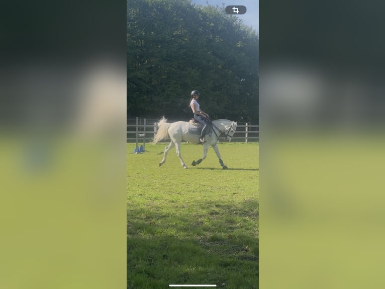 Connemara Mare 9 years 14.1 hh White in Aalst