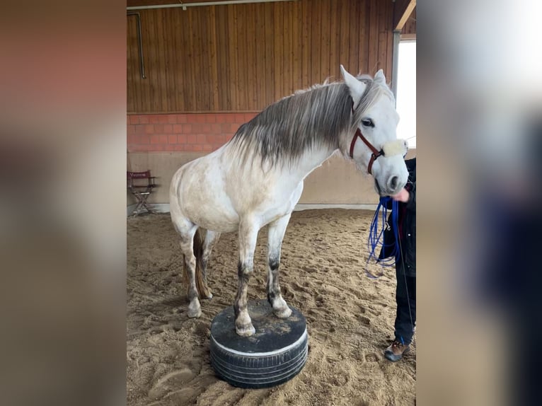 Connemara Mare 9 years 14,2 hh Gray in Schernfeld