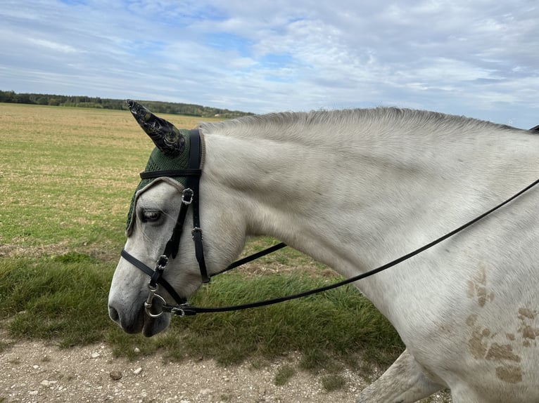 Connemara Mare 9 years 14,2 hh Gray in Schernfeld