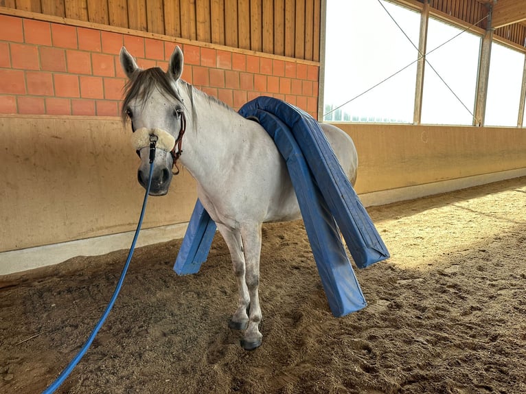 Connemara Mare 9 years 14,2 hh Gray in Schernfeld