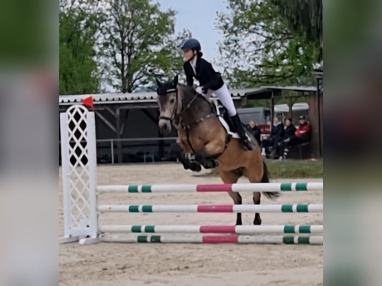 Connemara Mare 9 years 14.3 hh Dun in Burbach