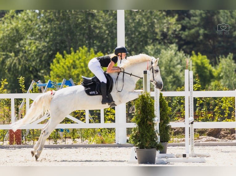 Connemara Mare 9 years 14,1 hh White in Pozna&#x144;