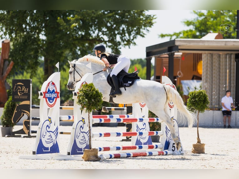 Connemara Mare 9 years 14,1 hh White in Pozna&#x144;