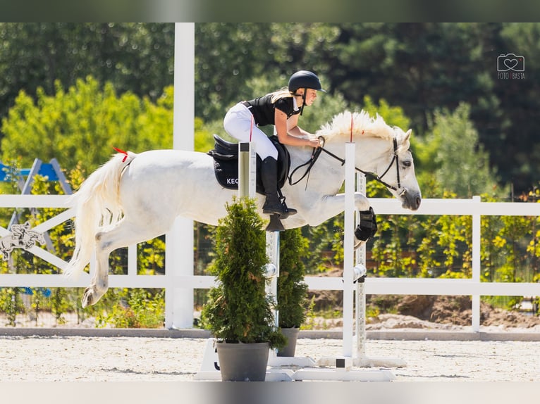 Connemara Mare 9 years 14,1 hh White in Pozna&#x144;