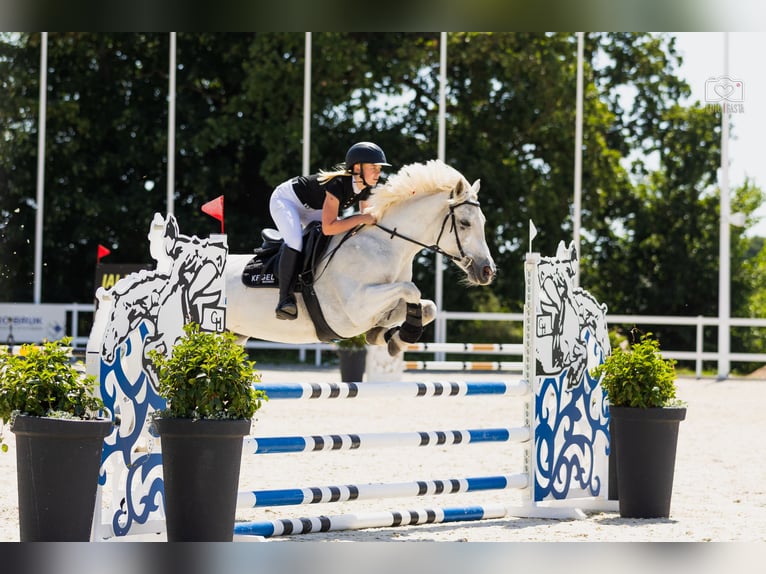 Connemara Mare 9 years 14,1 hh White in Pozna&#x144;